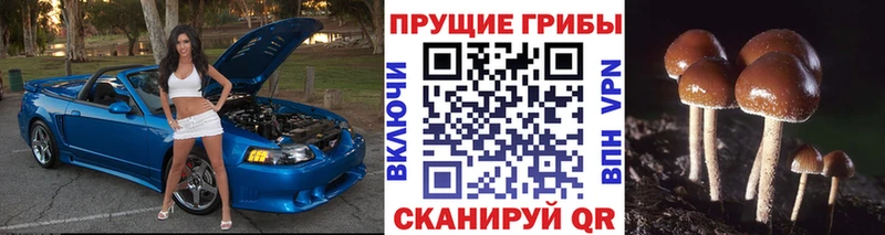 hydra tor  Безенчук  Галлюциногенные грибы Psilocybe 